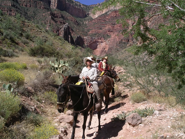 images/B- Mule Ride, riding down in to Grand Canyon (16).jpg